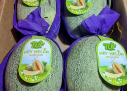 Khám phá vị ngọt và tươi mát của dưa TUF nặng kg giòn ngọt