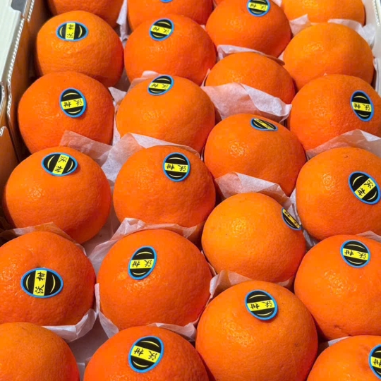 uýt Úc Giấy Thùng Cam – Lựa Chọn Đẳng Cấp Trong Thế Giới Trái Cây Nhập Khẩu Cao Cấp
