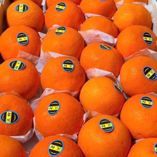 uýt Úc Giấy Thùng Cam – Lựa Chọn Đẳng Cấp Trong Thế Giới Trái Cây Nhập Khẩu Cao Cấp