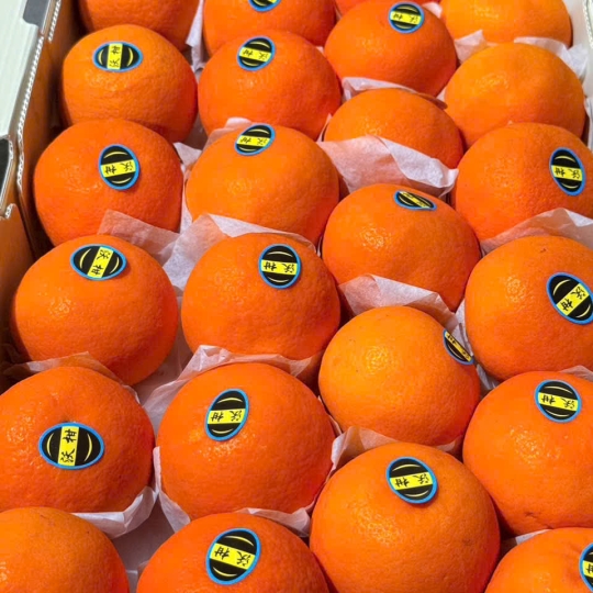 uýt Úc Giấy Thùng Cam – Lựa Chọn Đẳng Cấp Trong Thế Giới Trái Cây Nhập Khẩu Cao Cấp