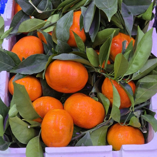 Cam canh ngọt bùi tại Ngọc Huyền Fruits